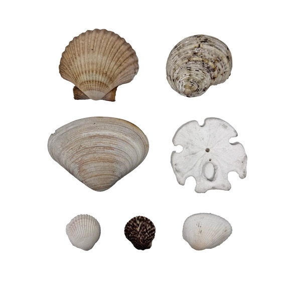Lot of 7 Seashells Scallop Sand Dollar Turban & Clam 1–4" Coastal Beach Decor - Picture 1 of 15